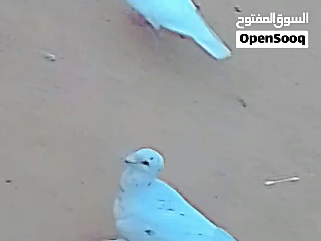 كوبيتين ...لحلوح مصوقره وكوبيه قلاب شعبي شوفت عينك القلاب علا دحي تززر