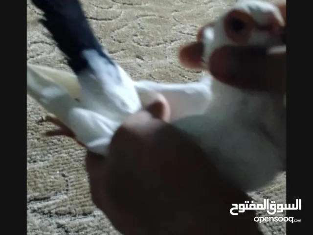 فحل كويز اسود عبارة عن لعبه