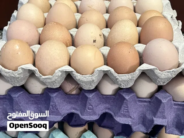 بيض مخصب فرنسي الحجم الكبير وعماني