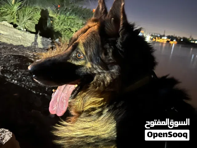 فحل جيرمن للبيع