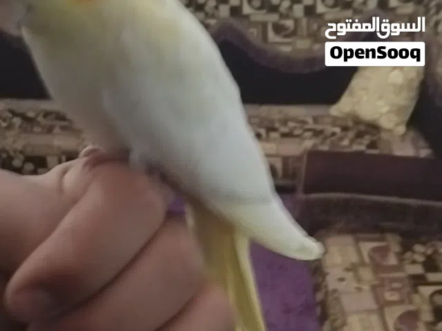 طرف كوكتيل مروض
