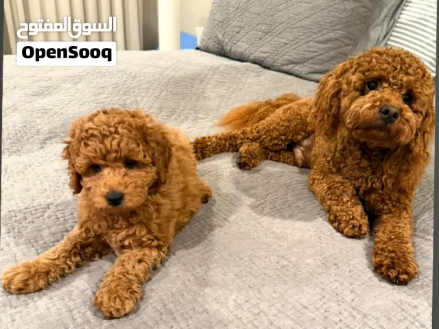 purebred poodle puppies