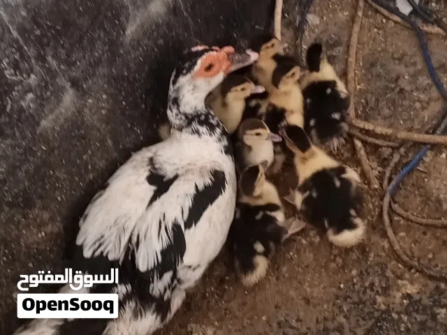 متاح بشه معه أفراخها 8