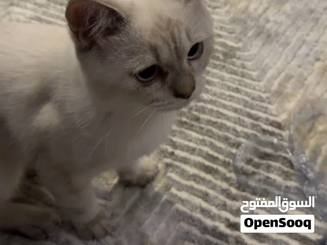 للتبني سيامي