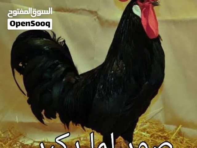 ديك مهرج نخب اول