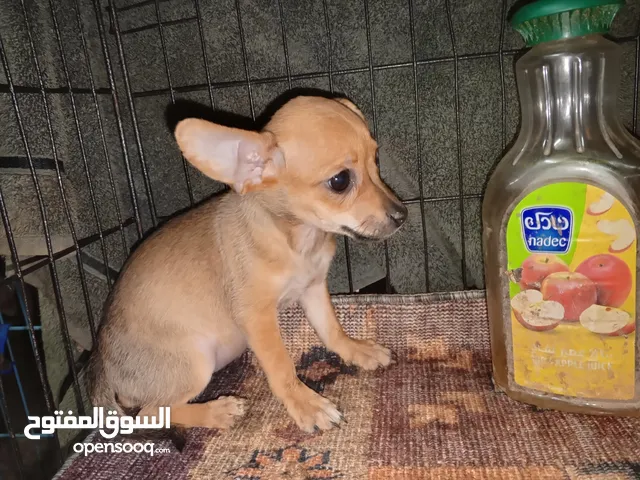 3 male 2 female Chihuahua