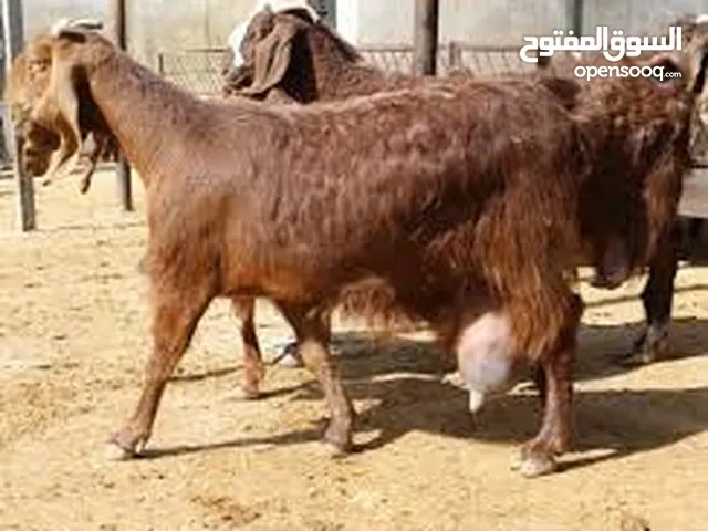 إعلان هام: فرصة استثمارية لمنتجي الماعز الحلوب