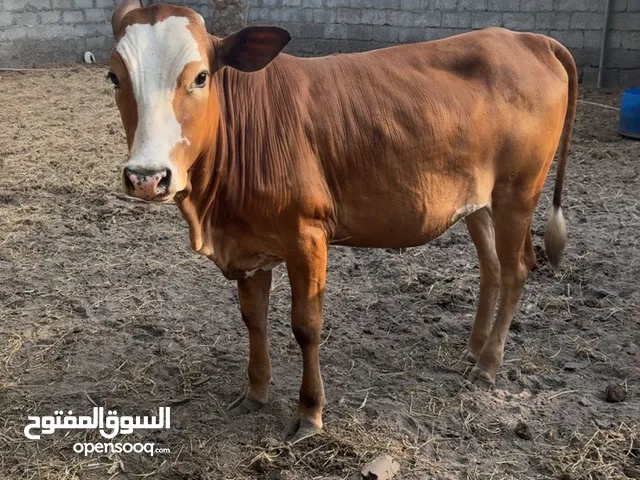 عجله عمانيه