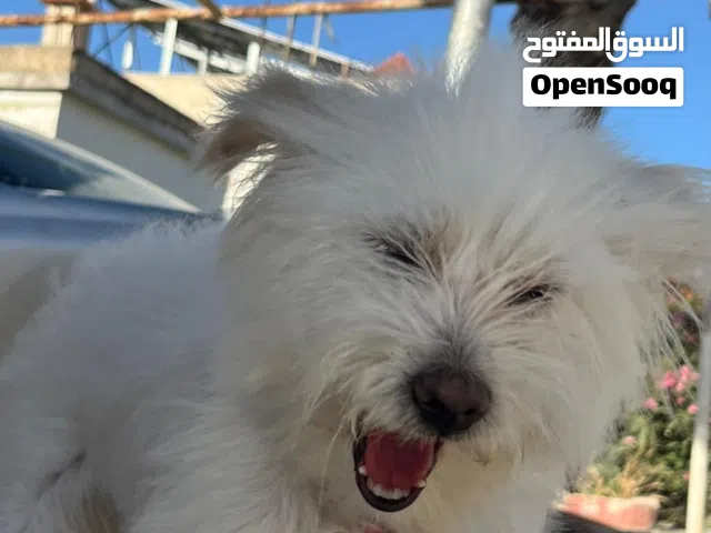 كلب ويستي  للبيع كلب زينة لطيف ومرتب  شعره أبيض كثيف وشكله كثير حلو وهادئ مع الناس. مناسب للتربي