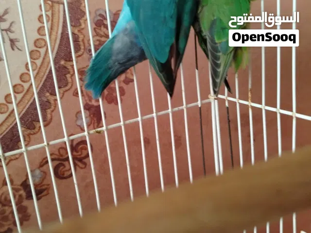 طيور روز للبيع ذكر وانثى