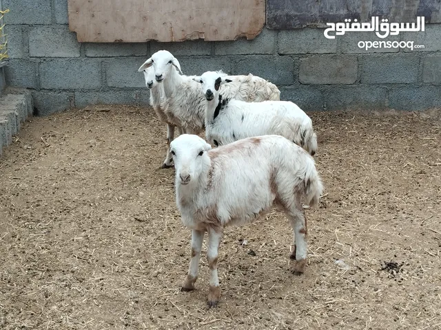 للبيع حلال