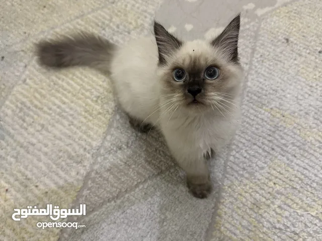 ذكر مكس سيامي مع شيرازي العمر 4 شهور Male mix Siamese and Persian, 4 months old.