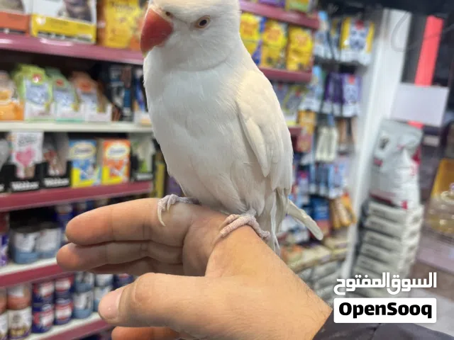 ببغاء الدرة الأبيض الملكي الأميز والأندر في طفرات الدرة عجينة باليد متفاعل متكلم تابع الوصف بدقة