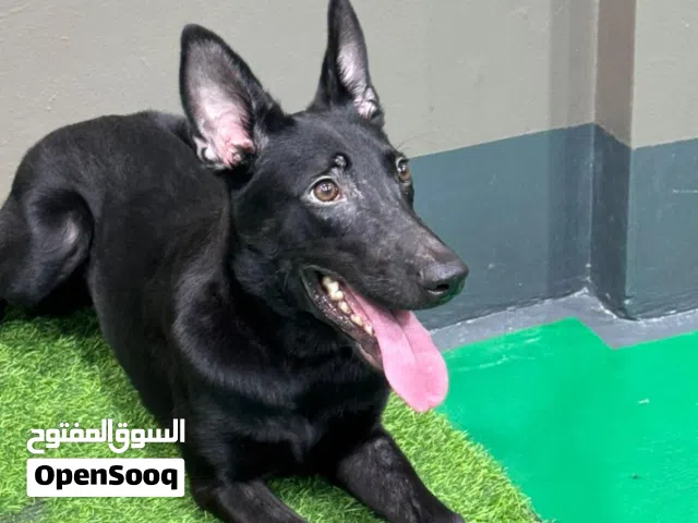 كلب دوتش شيبرد ذكر عمر 6 شهور  Dutch shepherd male dog 6month old