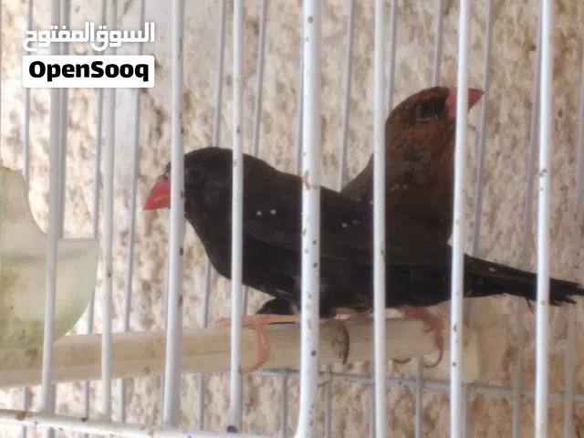 كوبية زيبرا فراولة للبيع