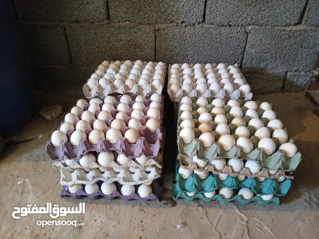 بيض دجاج عربي