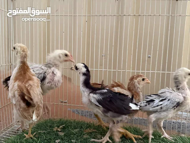 دجاج صوص للبيع العمر 6 ايام الى 14 يوم