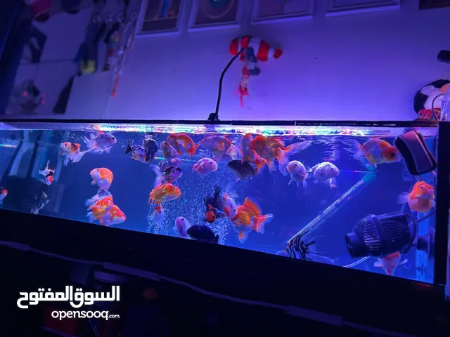 Aquarium and fish  