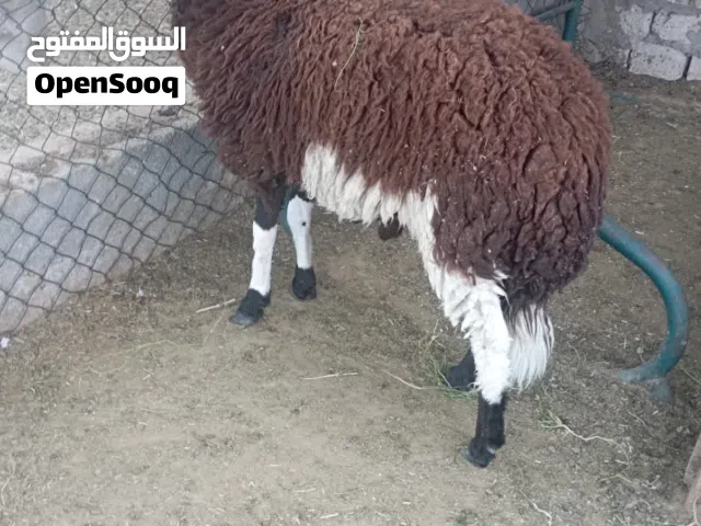 خرفان للبيع