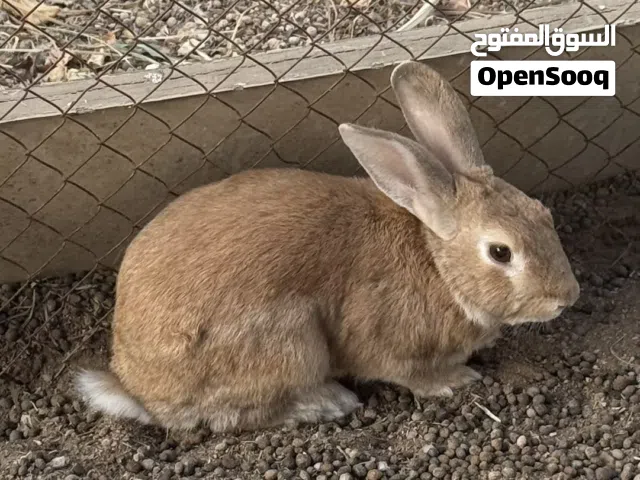 ارنب ذكر منتج