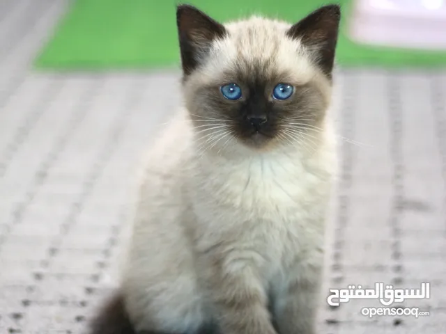 هملايا شوكلت