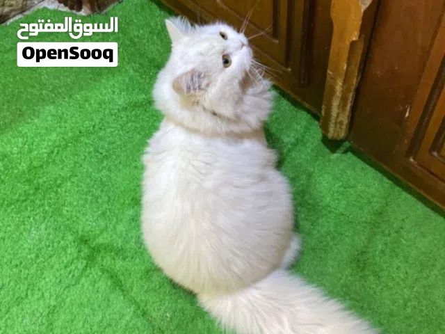 سلام عليكم بزونه البيع اقره تحت