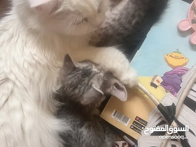 2 قطط خميس مشيط ألحى الراقى