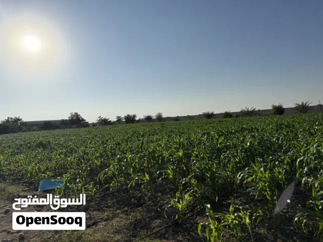 للبيع عقد اجار مزرعه اقراء التفاصيل