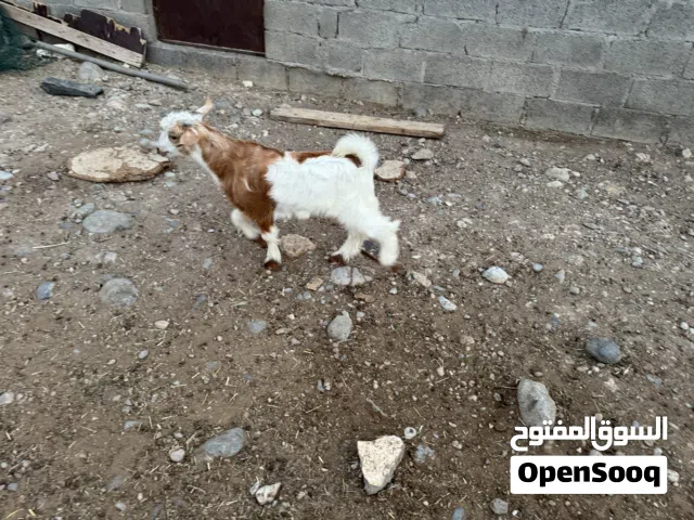 صخال عمانيات ولاد أربع شهور