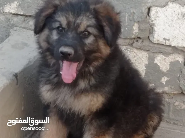 ذكر جيرمن للبيع