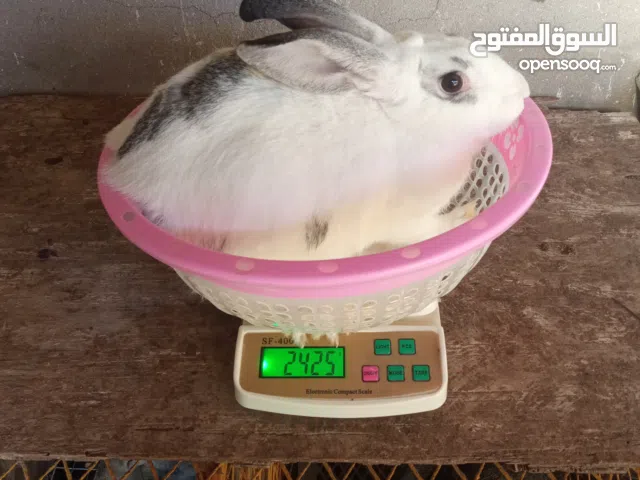 ارانب سلالة هجينة للبيع للاحلال والتسمين