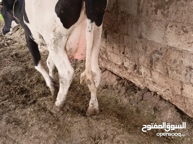 بكيره ام ثاني عشار 3شهور وحليب 15 ك