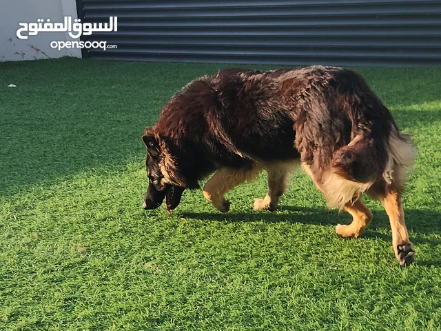 للبيع جيرمن شبرد ورك لاين الجنس. ذكر العمر سنه وخمس أشهر أليف حتى مع الاطفال