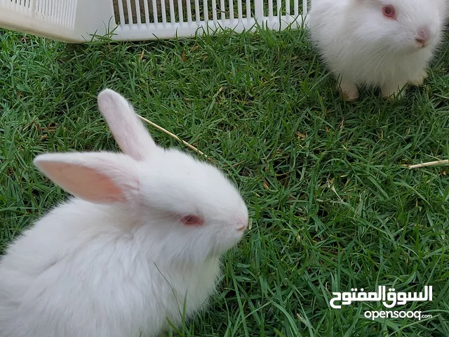 Himalayan breed baby rabbits for sale each 30sar