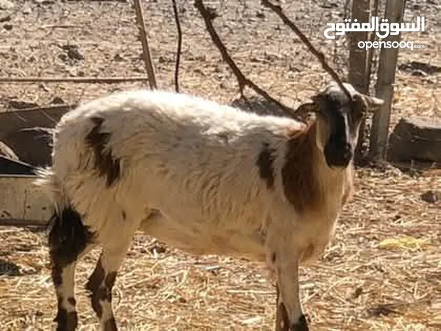 جاعدة يمنيه من الحجم الكبير