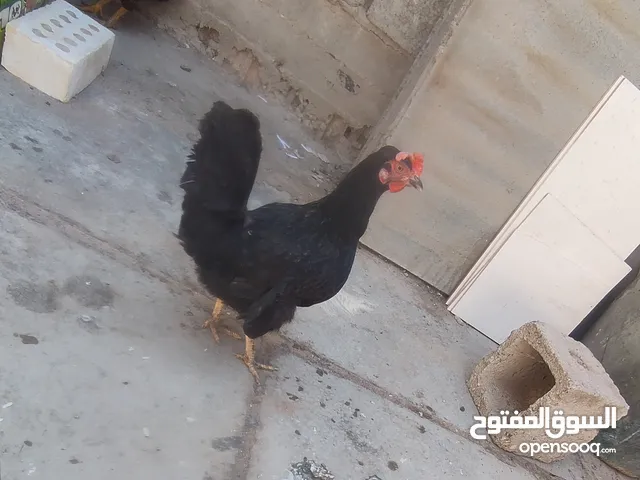 دجاج عرب بياضات صحة فول  
