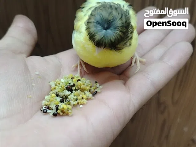 قلوستر كناري
