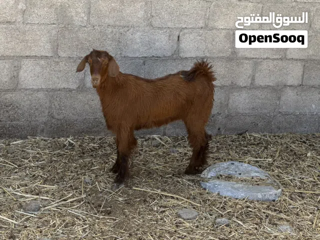 للبيع سخلة بسعر مناسب
