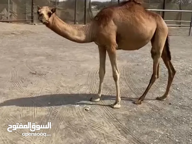 البيع بكره مفروده تابع الوصف