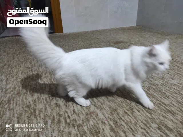 انثى شيرازي