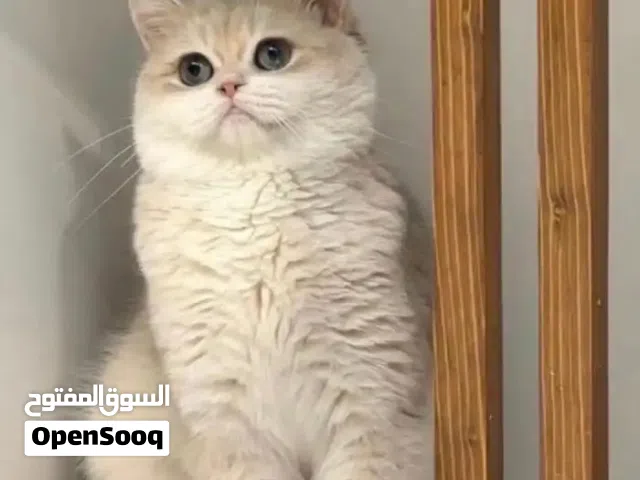 مطلوب انثى بريتش او ستريت لتبني