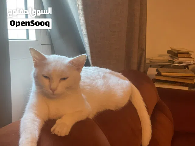 قططتي تتطلب تزواج  هي انثي
