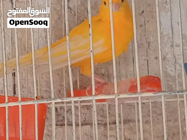 فحل كناري جزري مقنبر صلاة النبي........ ..........بسم الله الرحمن الرحيم............................