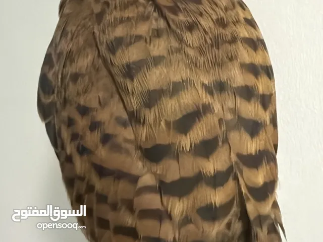 Bird/home pet