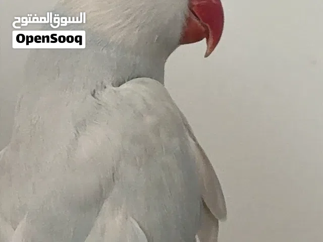 درة لاست وينق