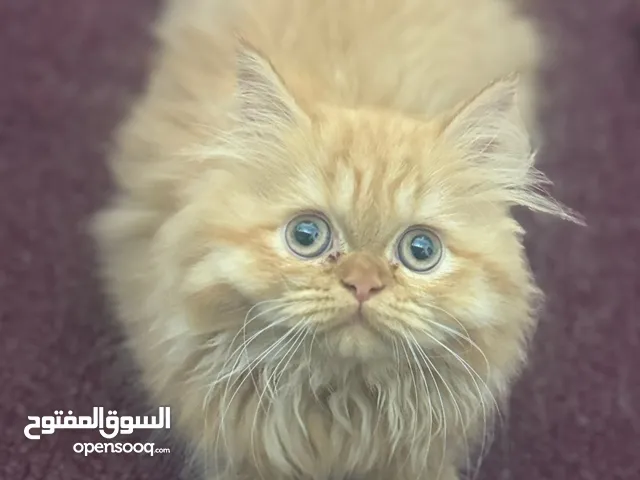 قطه شيرازي للبيع في البحرين ممتاز يلعب انثى العمر 3اشهر وشامل لكل الاغراض كامله الاساسيات والغير