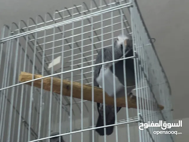 بغبغاء تيمنه حالتو النفسية ممتازة شبيه الكاسكو عمرو سنتين