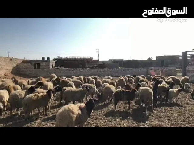 150 نعجة عشار وامهات وبهم خرفان كتير للبيع حبل واحد