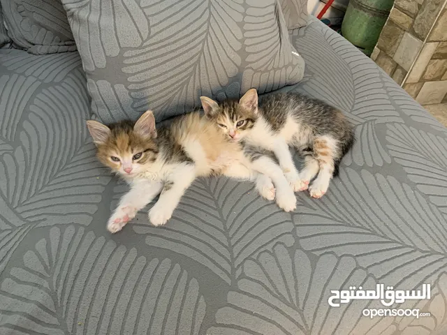 كتن شانشيلا للتبني العمر شهرين (الوصف مهم)
