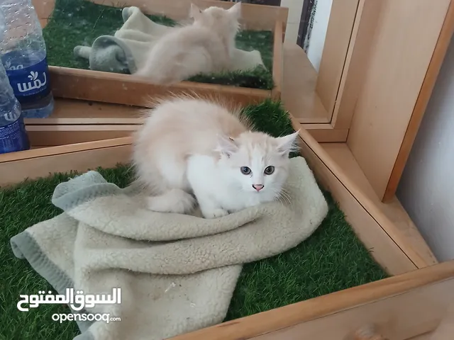 قطة انثى و ابنتها شينشيلا